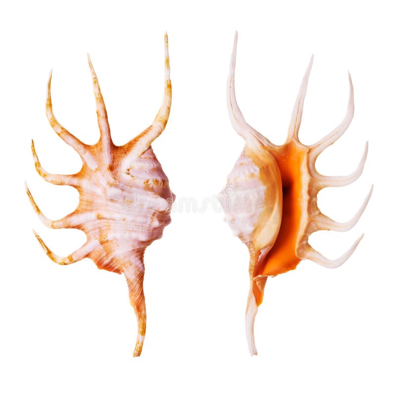 Orange Spider Conch stock photo Orange Spider Conch stock photo