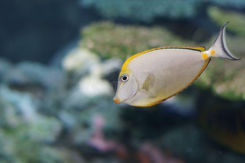 Orange-spine unicornfish (Naso litulatus)