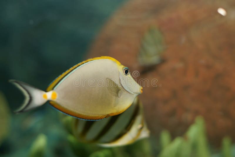 Orange-spine unicornfish (Naso litulatus)