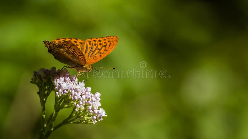 Orange Spotted Butterfly