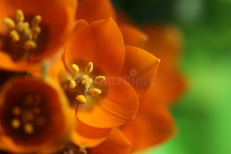 Orange color flowers stock photo. Image of gardens, color 2616120