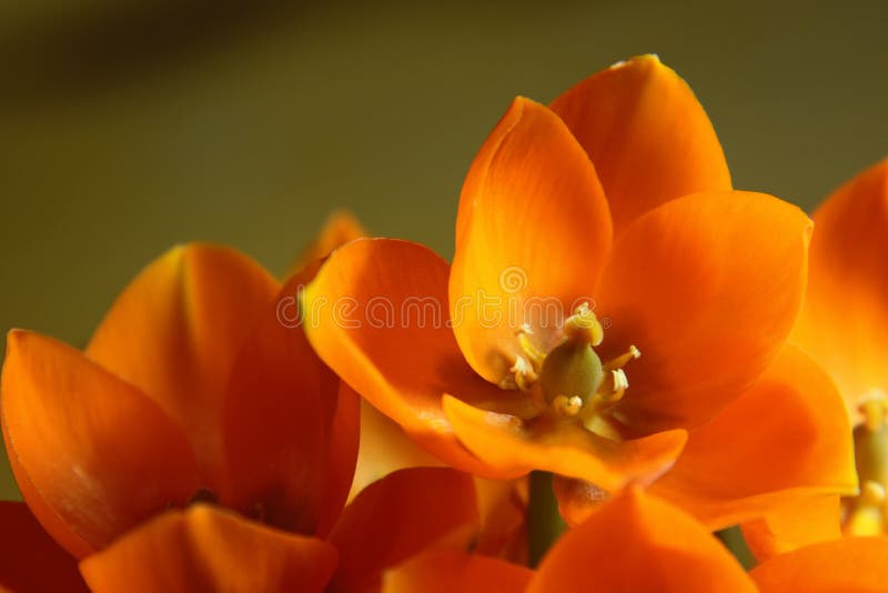 Orange Star Closeup stock image. Image of flower, flowers 9700987