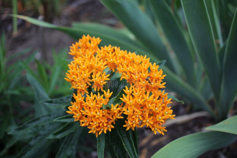 Orange Star Flowers stock image. Image of vibrant, drops 30929021