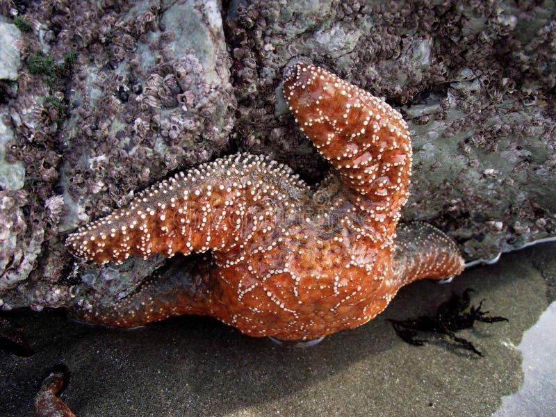 Starfish on Rock on the Beach Stock Photo Image of ocean, city 159405402