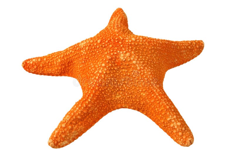 102,274 Starfish Stock Photos - Free & Royalty-Free Stock Photos from  Dreamstime