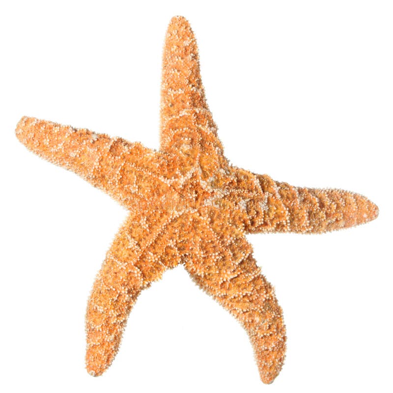 Orange starfish isolated on white