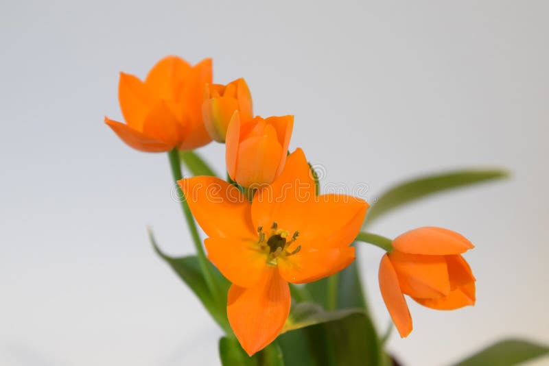 Orange Stern Von Bethlehem Blume Ornithogalum Stockbild Bild Von Frost Garten 86838327