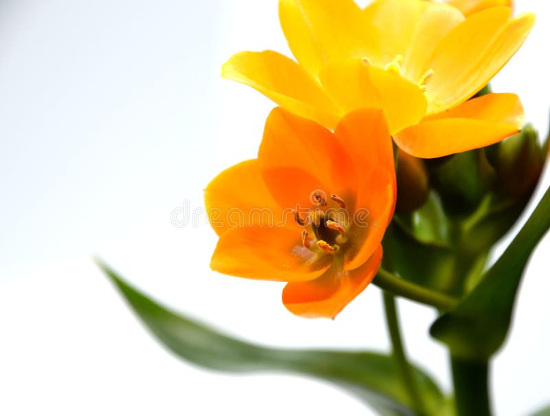 Orange Stern Von Bethlehem Blume Ornithogalum Stockbild Bild Von Blumentopf Bethlehem 91609795