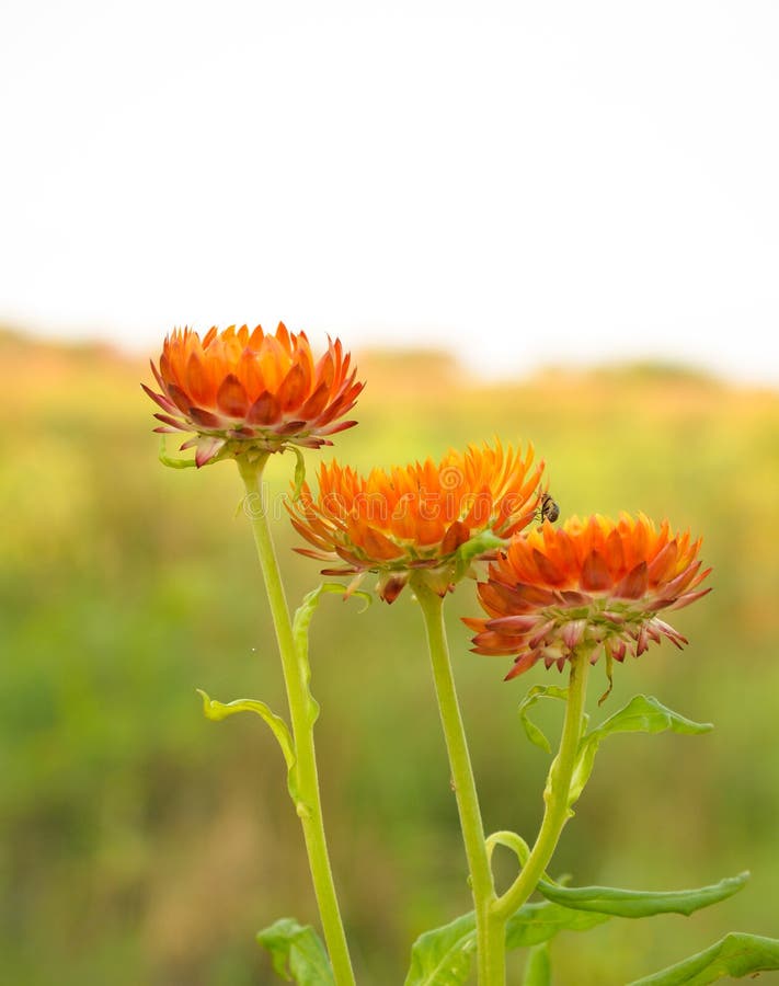 Orange Straw flower stock image. Image of orange, antenna 66690031