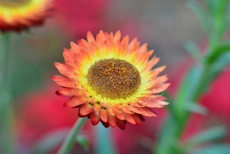 Orange Strawflower stock image. Image of sunlight, bracteata 50498301