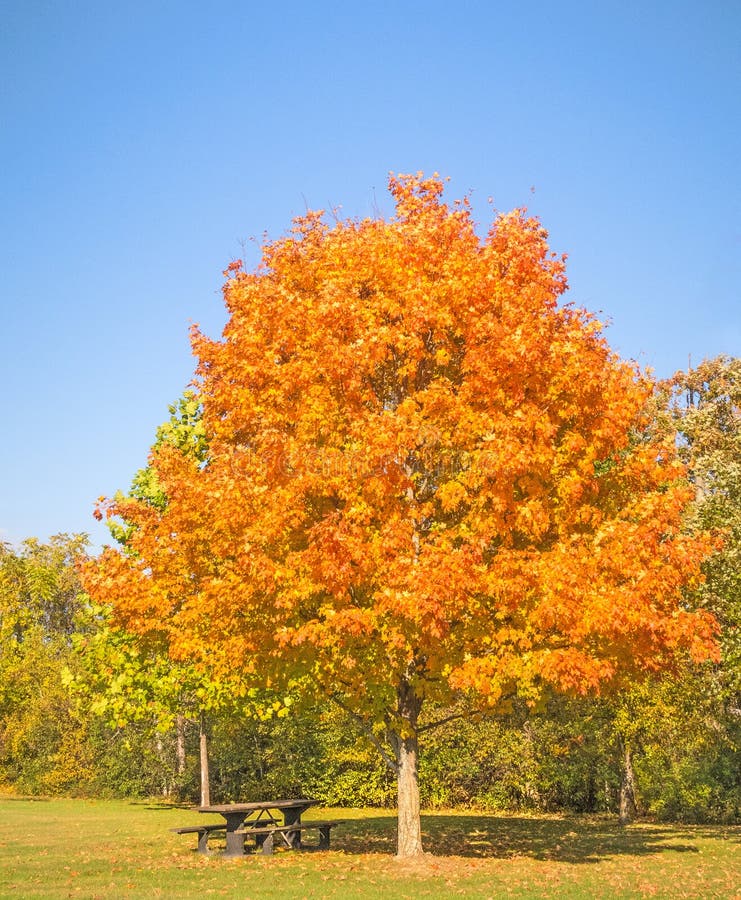 orange sugar maple tree and picnic table, blue sky in Fall