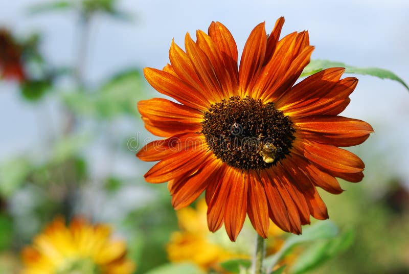 Orange sunflower stock photo. Image of bloom, agriculture 20909314