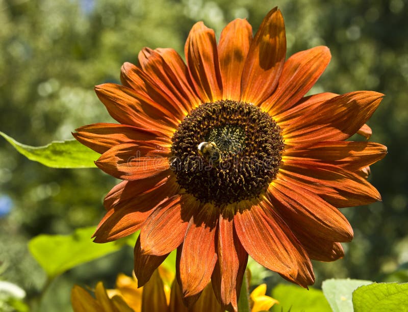 Orange sunflower stock photo. Image of sunflower, flower 22086220