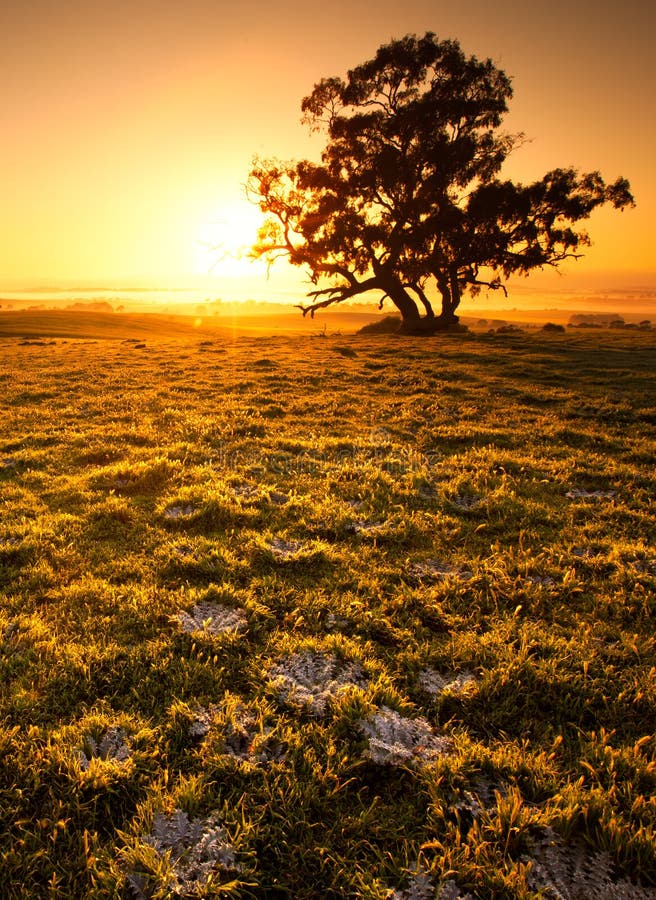 Orange Sunrise Field Stock Image Image Of Glow Aussie 26924433