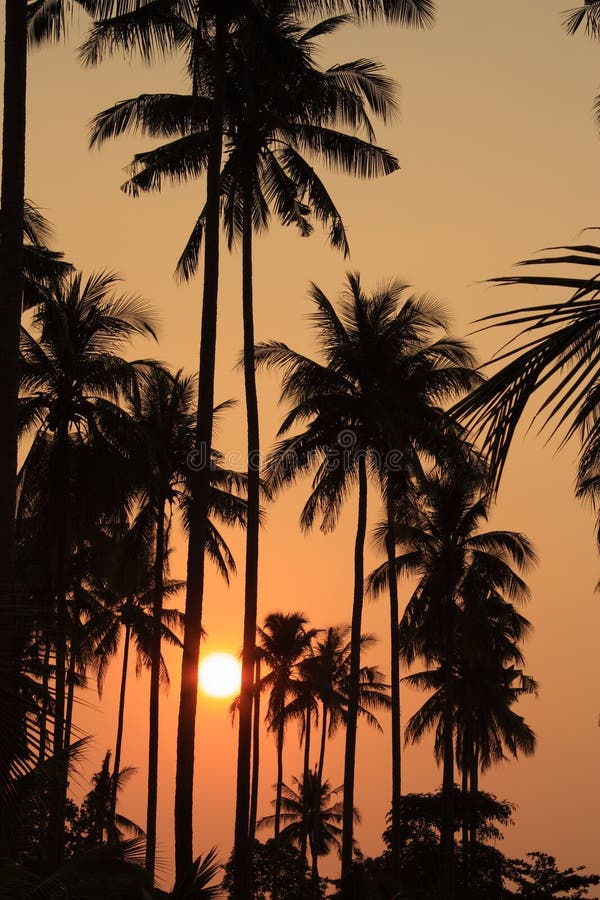 Palm Trees At Sunset Stock Photo Image Of Sunset Relax 29856580