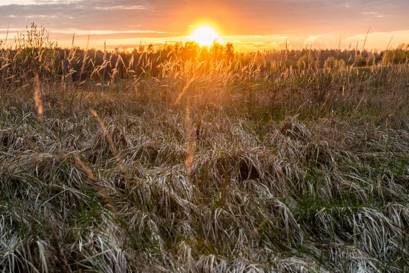 Orange sunset in a dry field stock photography Orange sunset in a dry field stock photography