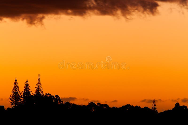 Orange sunset and silhouettes of Norfolk pines