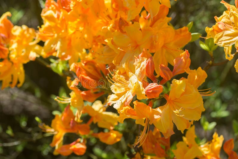 Orange Sunte nektarinrhododendron blommar selektiv foc för makroen royaltyfria bilder Orange Sunte nektarinrhododendron blommar selektiv foc för makroen royaltyfria bilder