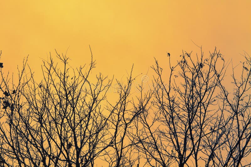 Orange trees stock image. Image of bloom, nature 135903435