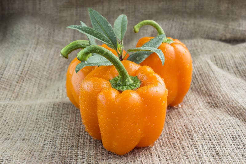 Orange sweet pepper stock photo. Image of nutritious 37140418