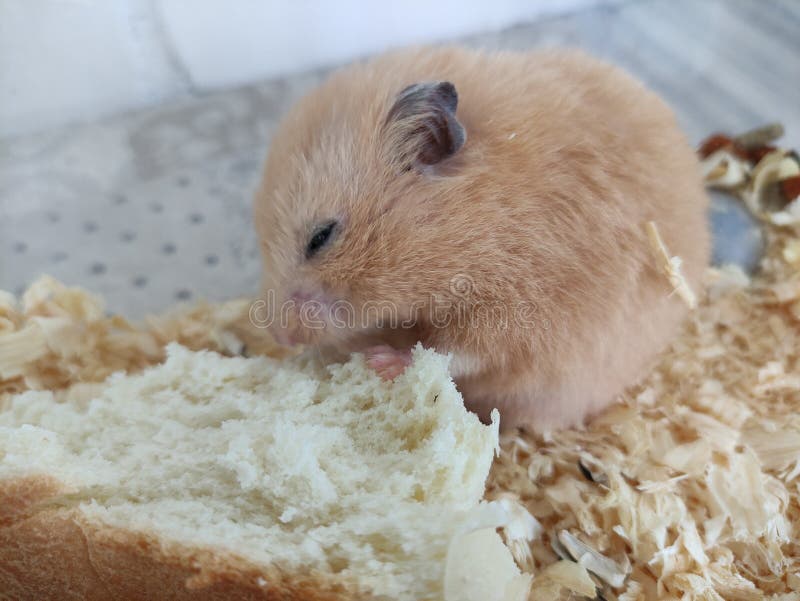 can hamsters eat white bread