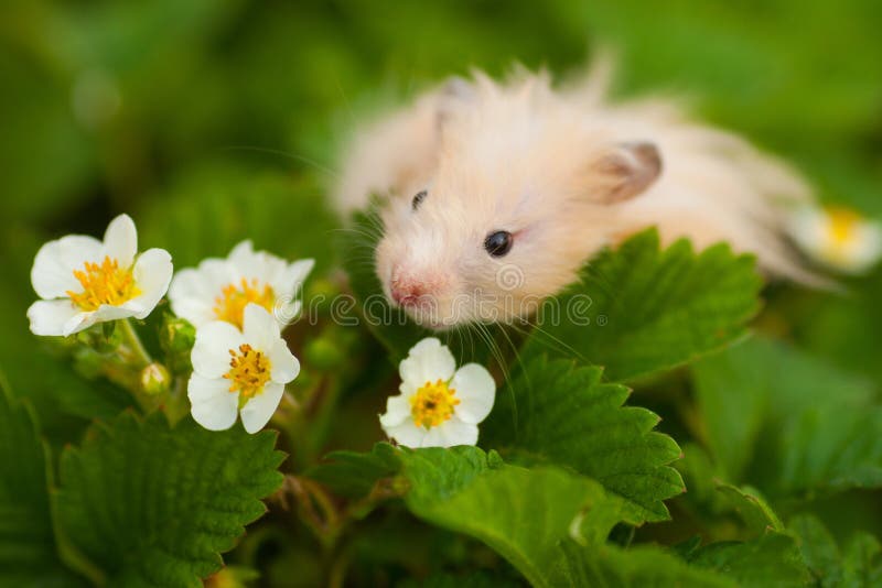 Hamster Flower Stock Images Download 677 Royalty Free Photos