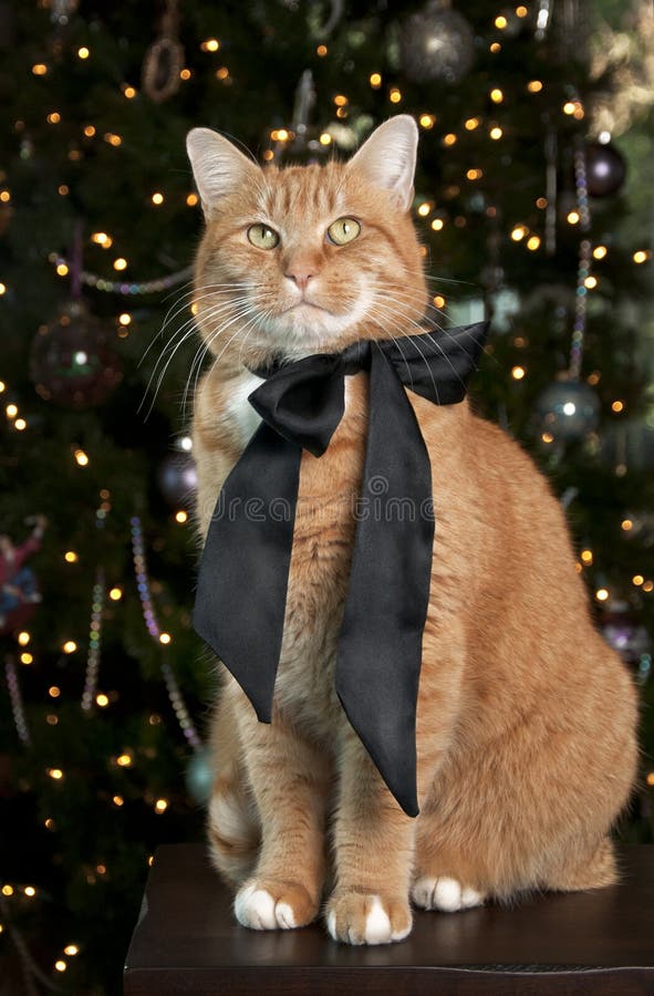Orange Tabby Cat stock photo Orange Tabby Cat stock photo
