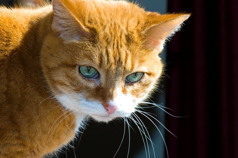 orange tabby cat white orange tabby cat white