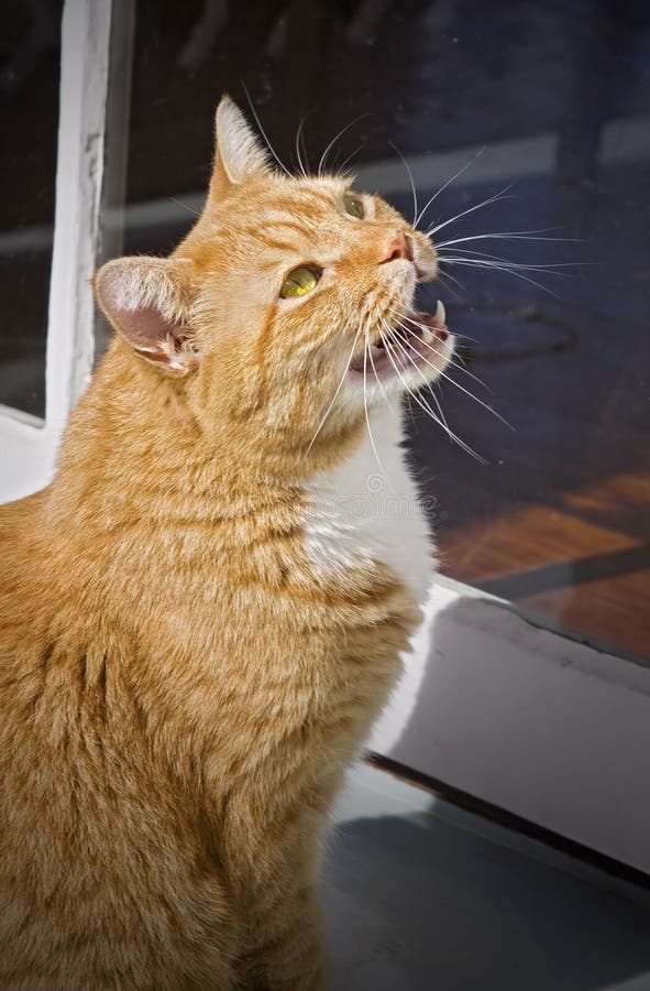 orange tabby cat white orange tabby cat white