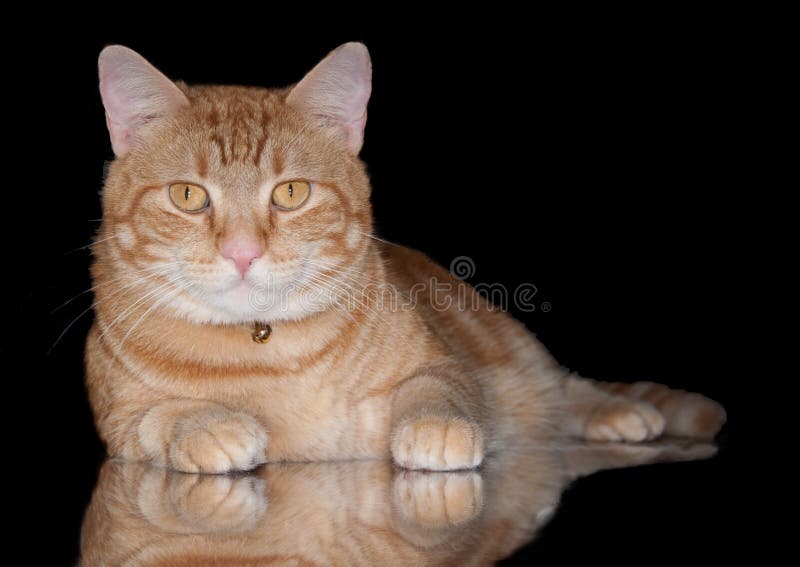 Orange Tabby Cat Running Full Speed Stock Image Image of funny