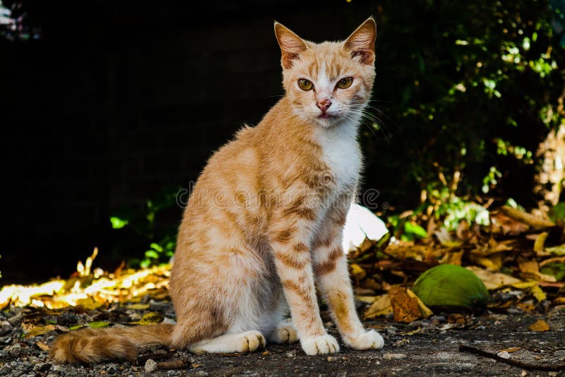 orange feral cat