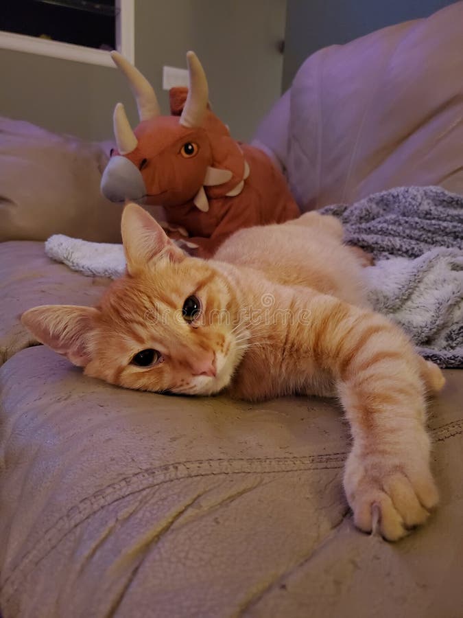 My orange tabby cat waking from his cozy nap on my tan leather couch. Sometimes he cuddles with the stuffed triceratops. My orange tabby cat waking from his cozy nap on my tan leather couch. Sometimes he cuddles with the stuffed triceratops.