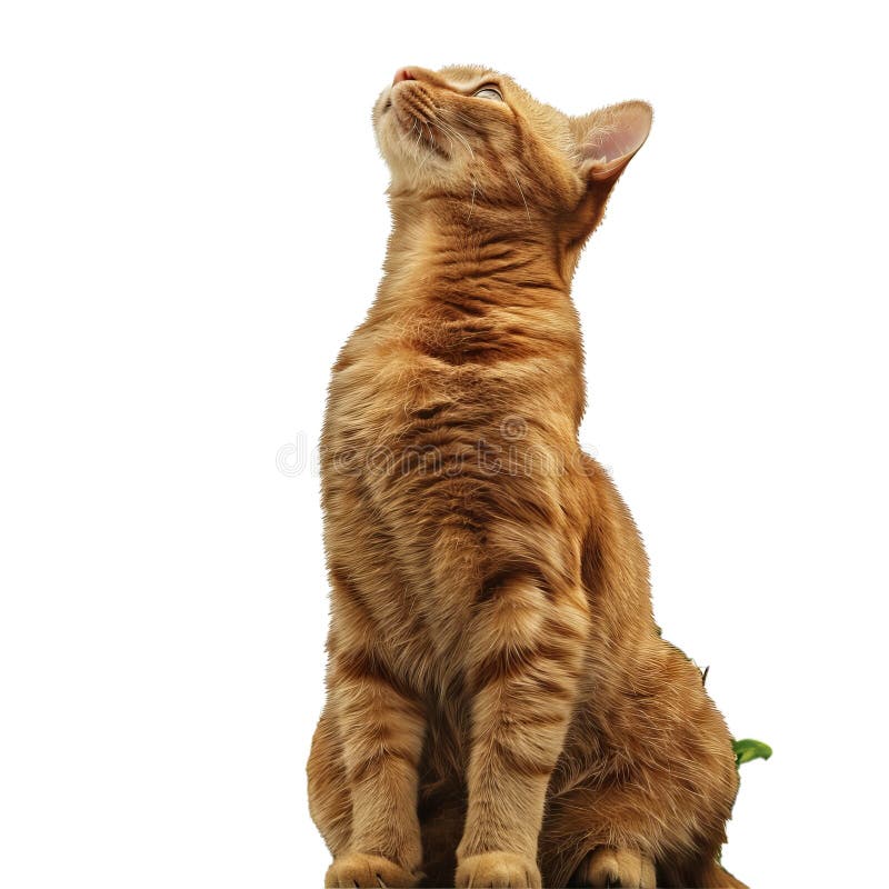 Orange tabby cat looking up on transparent background. Curious orange tabby cat gazes upwards, isolated on a transparent background, png available AI generated