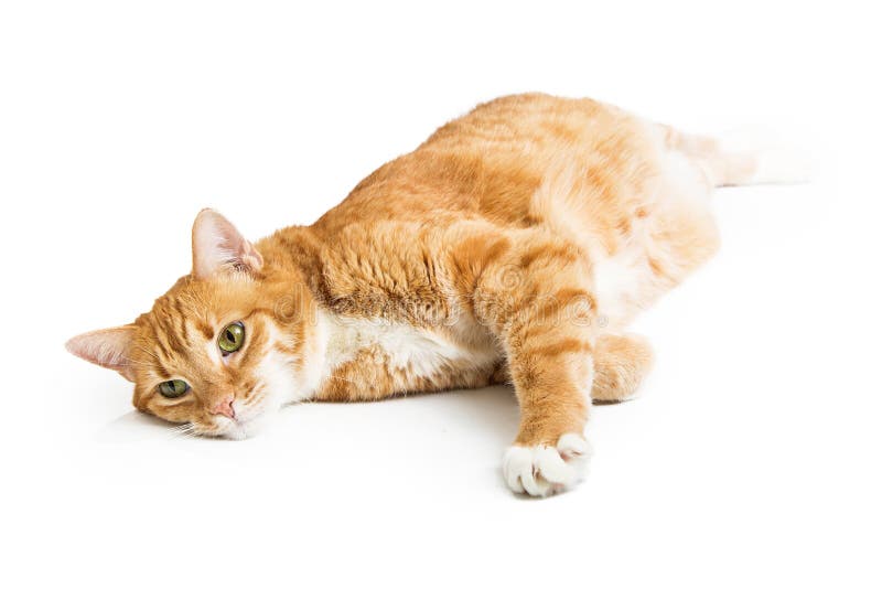 Orange Tabby Cat Lying on Side Over White Stock Photo - Image of animal,  tabby: 102593910