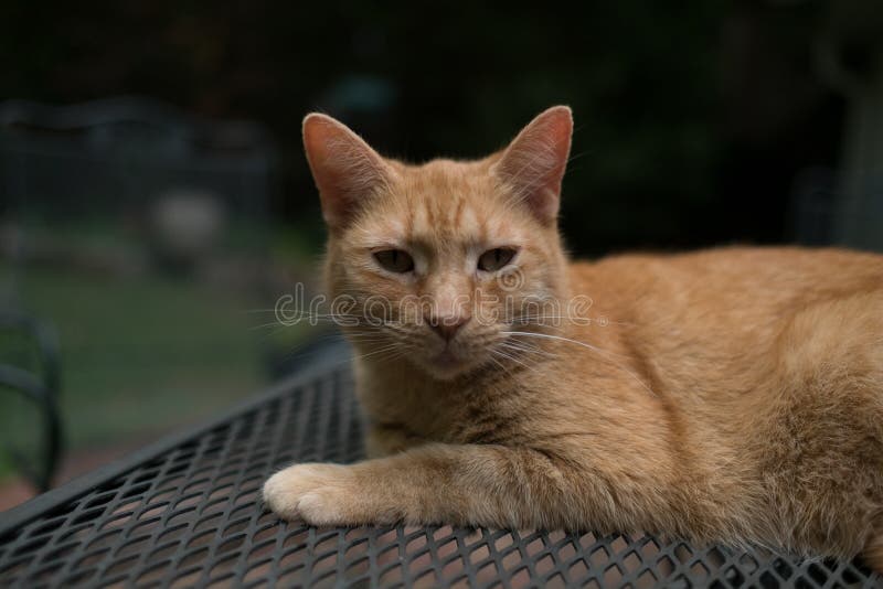 Orange Tabby Cat Pet Portrait Outside Marmalade Stock Photo Image of