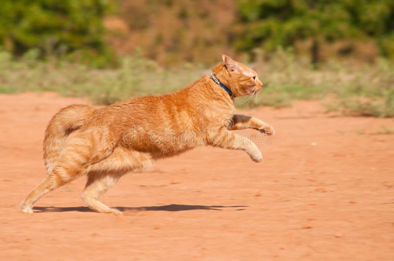 Orange Tabby Cat Running Across Red Sand Stock Photo Image of motion