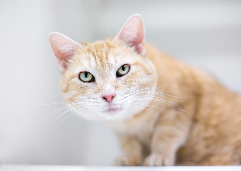 An Orange Tabby Domestic Shorthair Cat Sitting In A Crouched Position Stock Image Image Of Shorthair Alert