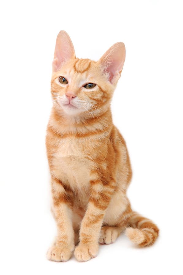 Yelling Orange Tabby Kitten Stock Photo Image of kitten, domestic