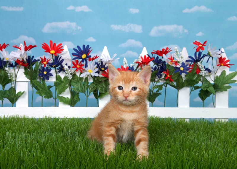 Orange tabby kitten in backyard flower garden stock photo Orange tabby kitten in backyard flower garden stock photo