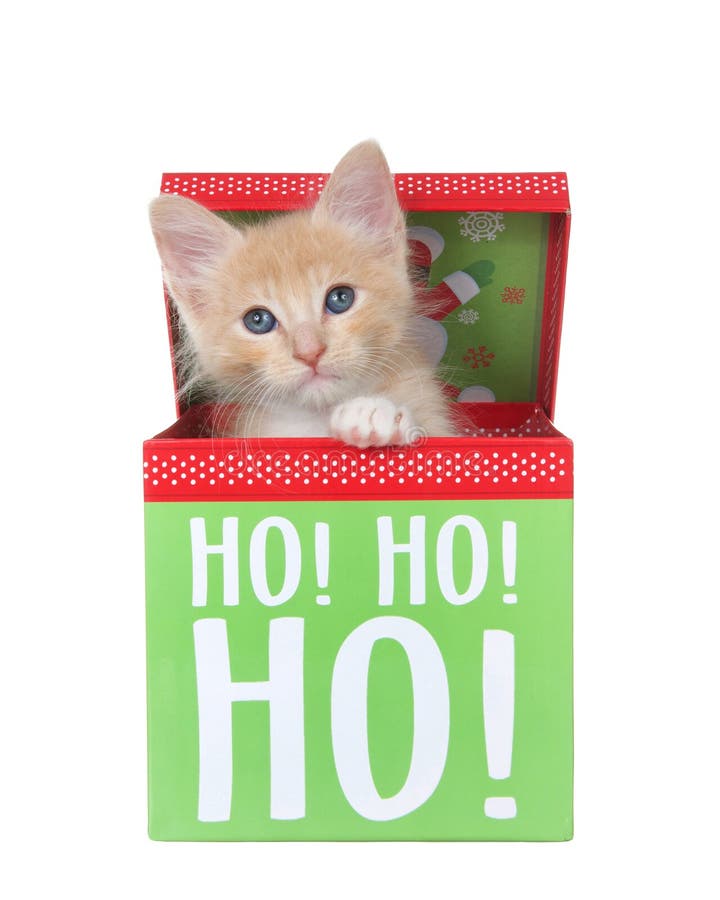 Orange tabby kitten peaking out of a Christmas Present box