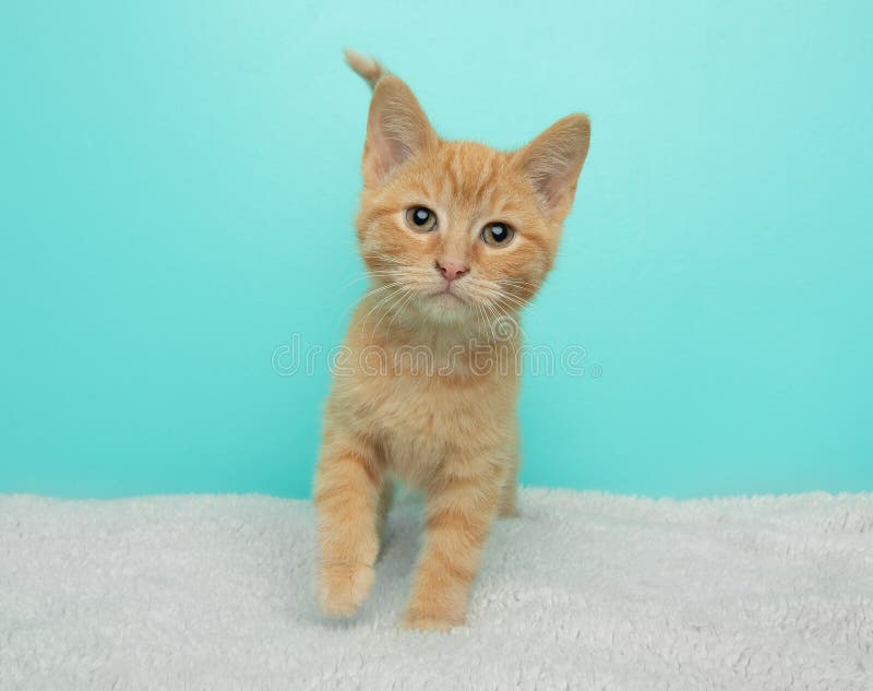 Orange Tabby Kitten Standing with Paw Up Stock Photo Image of