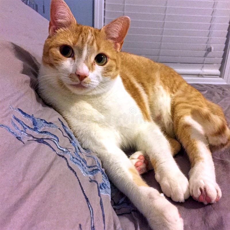 classic orange tabby classic orange tabby