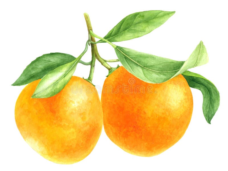 Orange tangerine drawing in watercolor