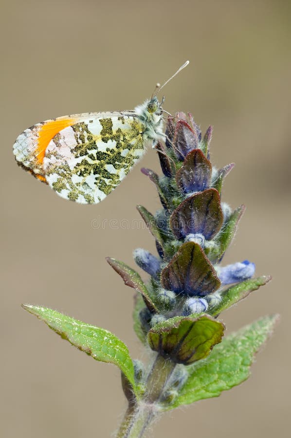 Orange tip