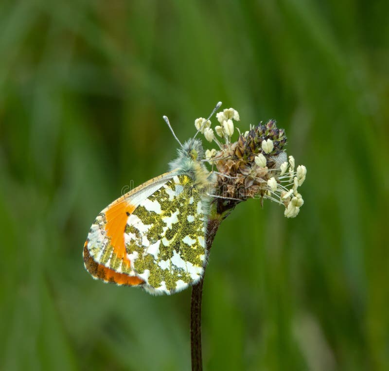 Orange Tip Butterfly stock photo. Image of butterfly 41295872