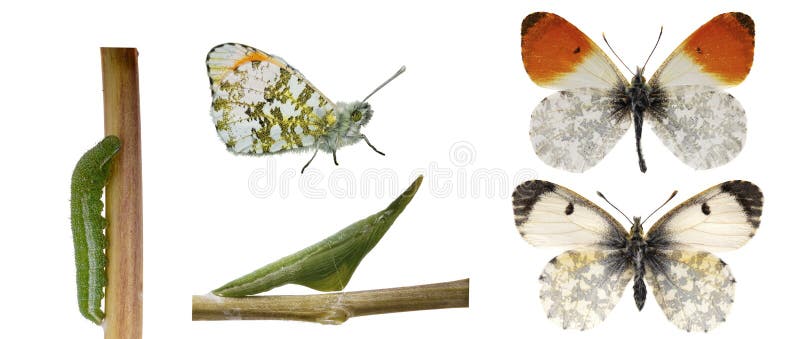 The orange tip, (Anthocharis cardamines) life cycle showing caterpillar, chrysalis upper and underside and male and female butterlies. The orange tip, (Anthocharis cardamines) life cycle showing caterpillar, chrysalis upper and underside and male and female butterlies.