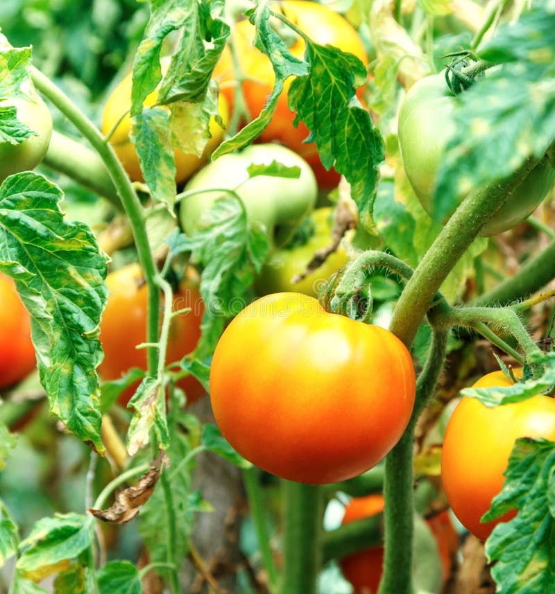 Orange tomatoes ripening stock photo. Image of summer 100622188