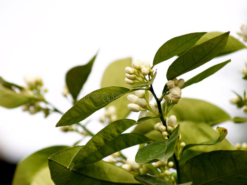 Orange tree blossom on the branch