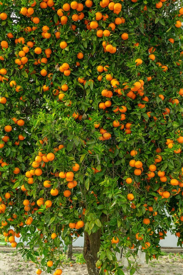 Orange tree or citrus sinensis almost covered with oranges. Great harvest in the orchard royalty free stock photo