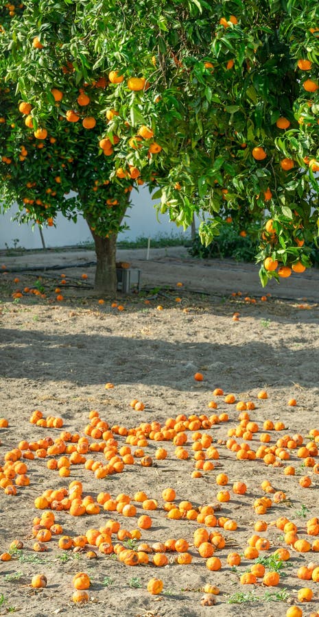 Orange tree or citrus sinensis almost covered with oranges. Great harvest in the orchard royalty free stock photography